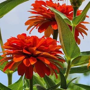 Meet your Posher, Diana